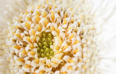
white gerbera daisy, macro photo. close up