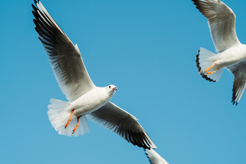 Fototapeta premium Seagulls flying against the blue sky at Okha Port in Okha, Gujarat, India 