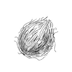 Coconut, retro hand drawn vintage vector illustration.