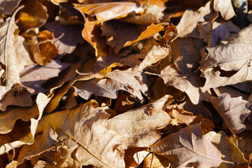 herbst, natur, blatt, wasser, baum, fall, blatt, fluss, fels, jahreszeit, wald, pflanze, piter, landschaft, winter, bach, green, gelb, weiß, beschaffenheit, braun, farbe, moos, schnee, frühling