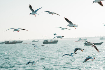 Seagulls flying in front of the boats at Arabian sea in Okha, Gujarat, India	