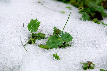 Rośliny przebijające się przez śnieg © Aruru