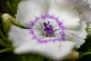  Delightful lily flower detail isolated on background.