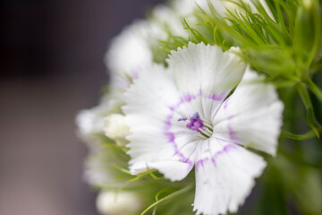  Delightful lily flower detail isolated on background.