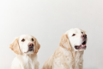 Portrait of a couple of expressive Golden Retriever dogs against white background in the studio