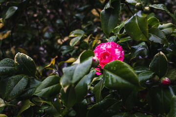 Wild rose with water drops, womans day