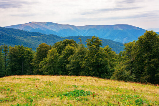 beech trees on the grassy hill. beautiful nature scenery in mountains. carpathian summer landscape in afternoon