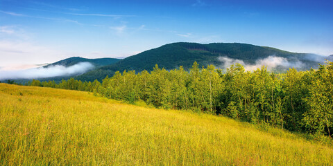 Obraz premium grassy meadow in mountains. fog rolling through the valley above the distant forest. beautiful rural landscape on the summer morning. sunny weather with blue sky