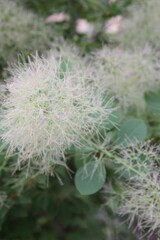 Obraz premium スモークツリー