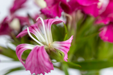 Delightful lily flower bouquet and detail  isolated on background.