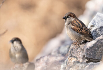 The house sparrow (Passer domesticus) is a bird of the sparrow family Passeridae, found in most parts of the world.