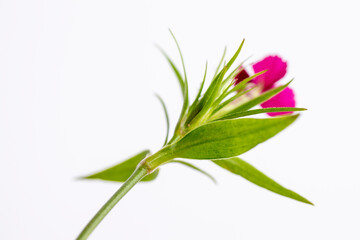  Delightful lily flower bouquet and detail  isolated on background.