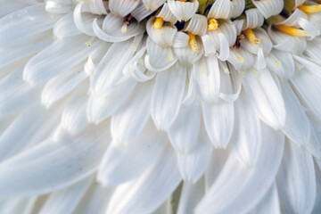 
white gerbera daisy, macro photo. close up