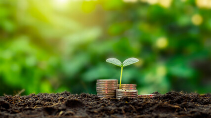 The saplings that grow on the pile of coins include the white light flooding the trees, business ideas, saving money and economic growth.