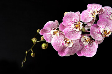 Pink orchid flowers black background