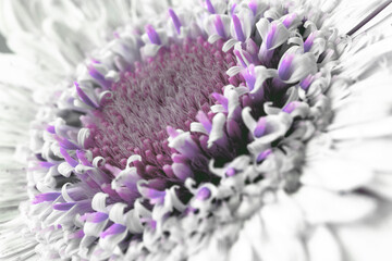 
white gerbera daisy, macro photo. close up