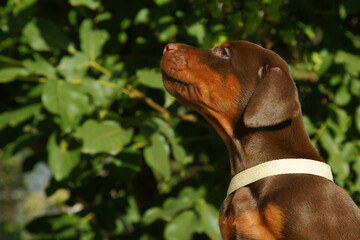 portrait of a bohemian puppy of a Dobermann  by the name of luxury on a green background