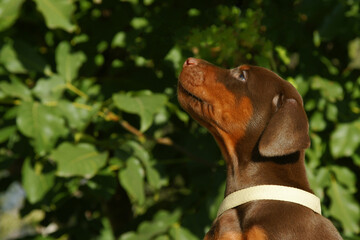 portrait of a bohemian puppy of a Dobermann  by the name of luxury on a green background