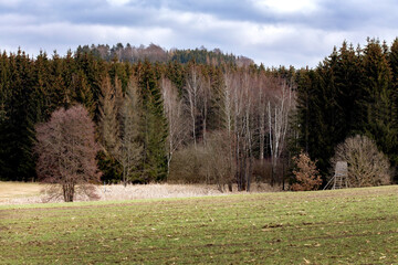 Pirschgang im Waldrevier