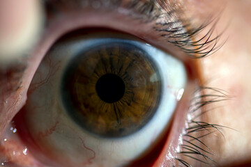  brown eye and pupil  macro photo.