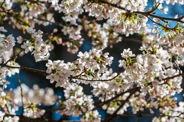 Kirschblüte in voller Pracht im Frühjahr