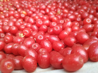 Silverberry, gumi. Red berries elaeagnus multiflora background.