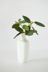 eucalyptus branches in white vase