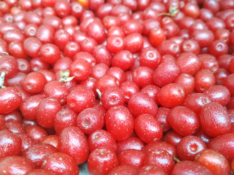 Silverberry, gumi. Red berries elaeagnus multiflora background.