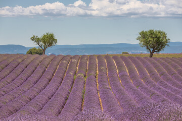 Naklejka na ściany i meble Trees on lavender fields in the provence in France, Europe