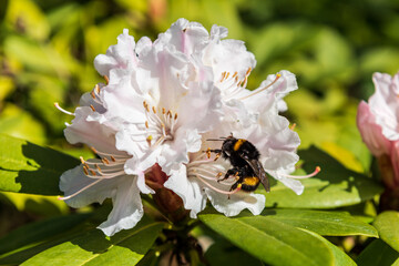 Eine Hummel auf einer weißen Blüte im Frühjahr auf Suche nach nektar