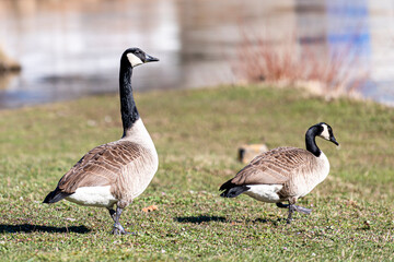 Canada geese in a meadow