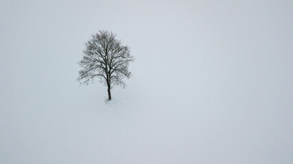 Lonely tree landscape on winter snowy field. Aerial drone photography