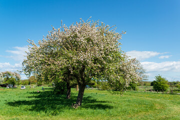 Fototapeta premium Blühende Apfelbäume auf einer Wiese an der Ostseeküste