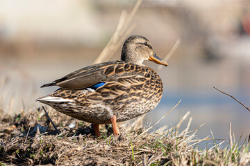 Ducks in a meadow by the water