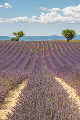 Obraz na płótnie Canvas Trees on lavender fields in the provence in France, Europe