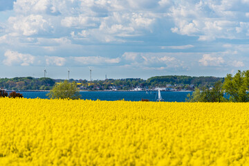 Rapsfeld in voller Blüte an der Ostseeküste in Schleswig-Holstein