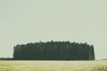 misty morning in the field