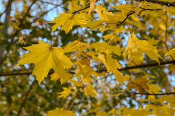 Fototapeta na wymiar Branch with yellow maple leaves in the garden on a sunny morning. Autumn natural background or wallpaper.