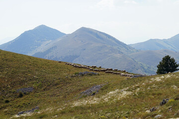 Apennine Mountains grassy landscape with sheeps on meadow, Gran Sasso National Park, Abruzzo, Italy