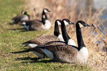 Canada geese in a meadow