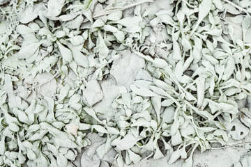 Leaves and grass covered with hoarfrost. Abstract floral background, top view.