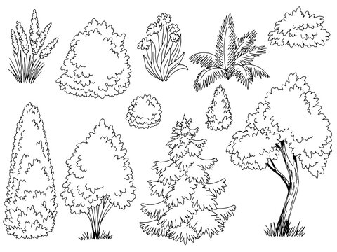 Plant set graphic garden bush black white side view isolated illustration vector 