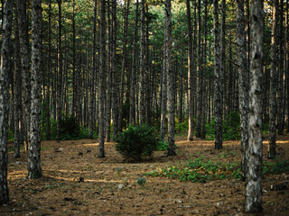 Nature pine forest fresh air Green grass autumn