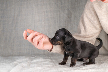 Five week old Jack Russel puppy in brindle color. Little dog plays with the fingers of a woman's...