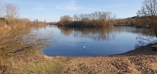 reeds on the lake