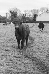 Vaches sur un champs Noir et Blanc