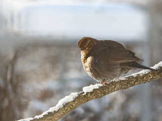 Bird common thrush sitting on a branch