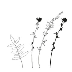 Vector flowers and leaves, isolated black. Realistic hand drawn flower  and leaves illustration set on white background.