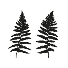 Vector leaves isolated black. Realistic hand drawn leaves illustration set on white background.
