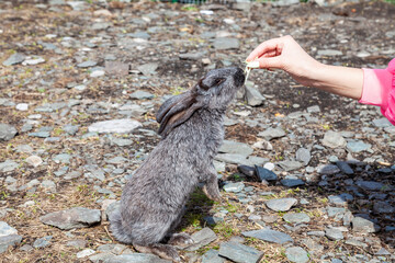 A gray, soft and fluffy hare with large ears stands on its hind legs and eats cabbage from the hands in nature outside. Animals in the wild.